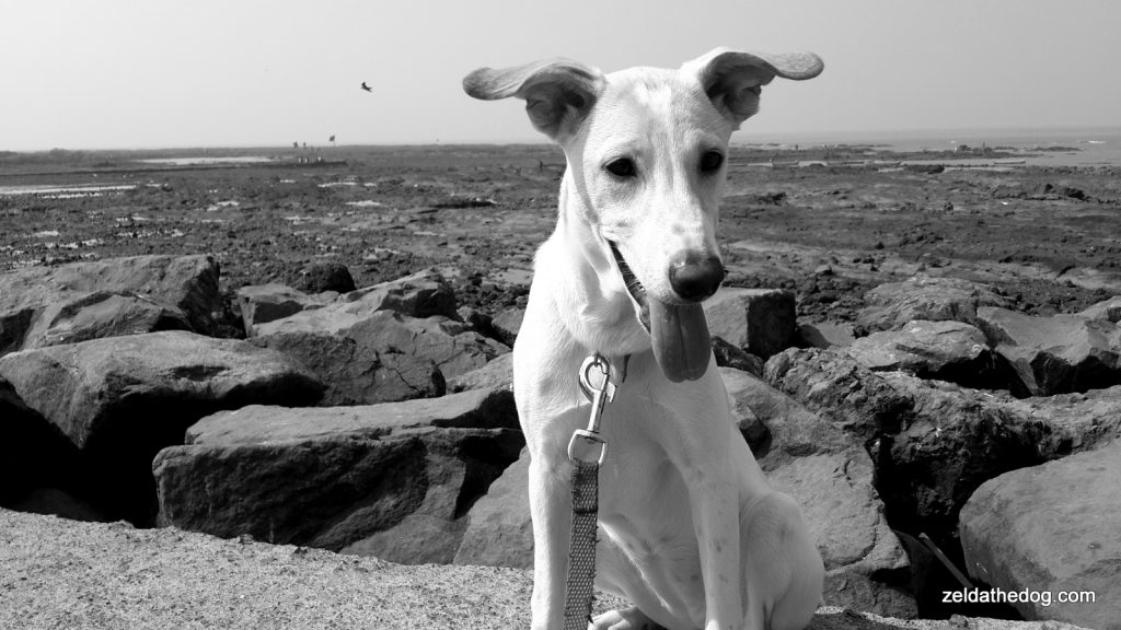 black and white beach lookout