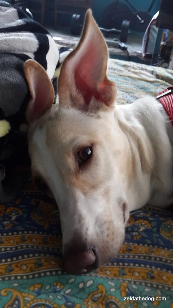 Zelda and her ears