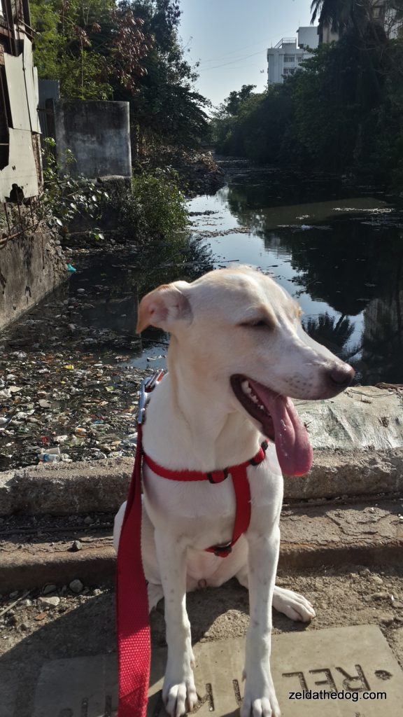 Zelda at some sewage canal in juhu road