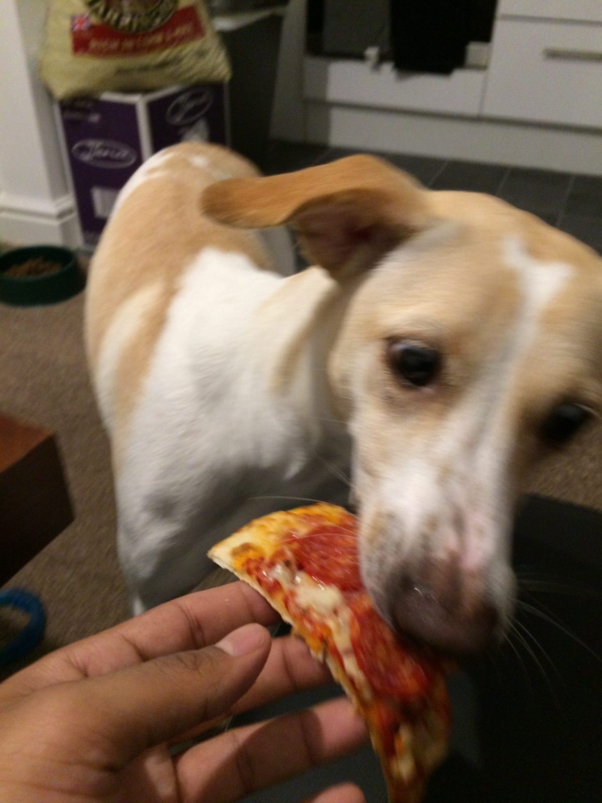 Zelda - I love pizza