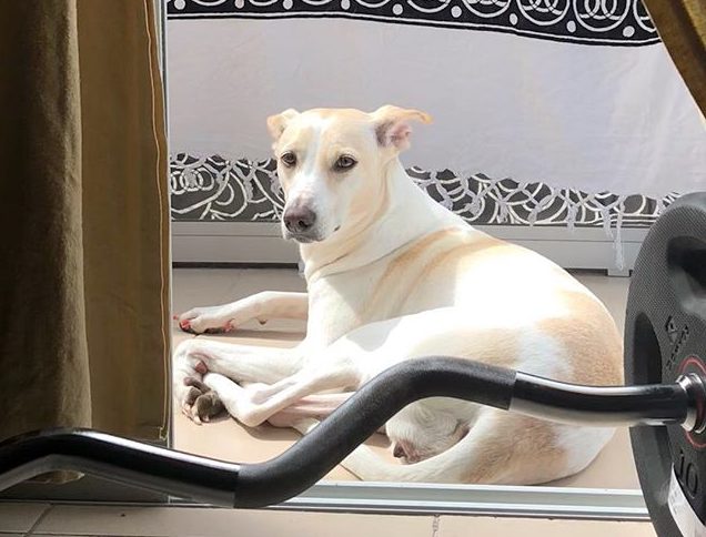 Zelda sunbathes daily, does your doggo too?